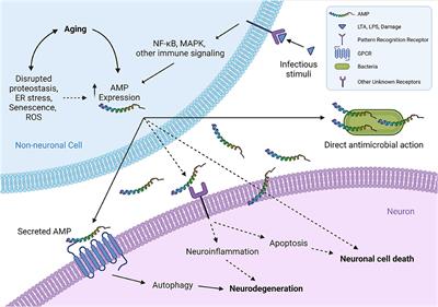 Regulatory Roles of Antimicrobial Peptides in the Nervous System: Implications for Neuronal Aging
